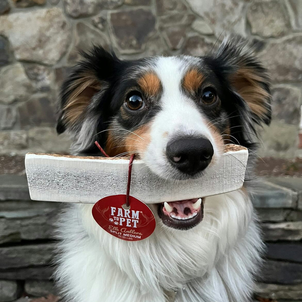 Elk Antler Dog Chew product image 18