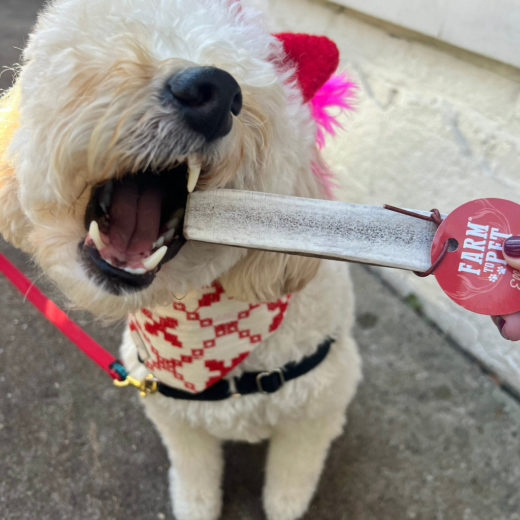 Elk Antler Dog Chew product image 19