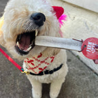 Elk Antler Dog Chew product image 19