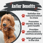Elk Antler Dog Chew product image 21