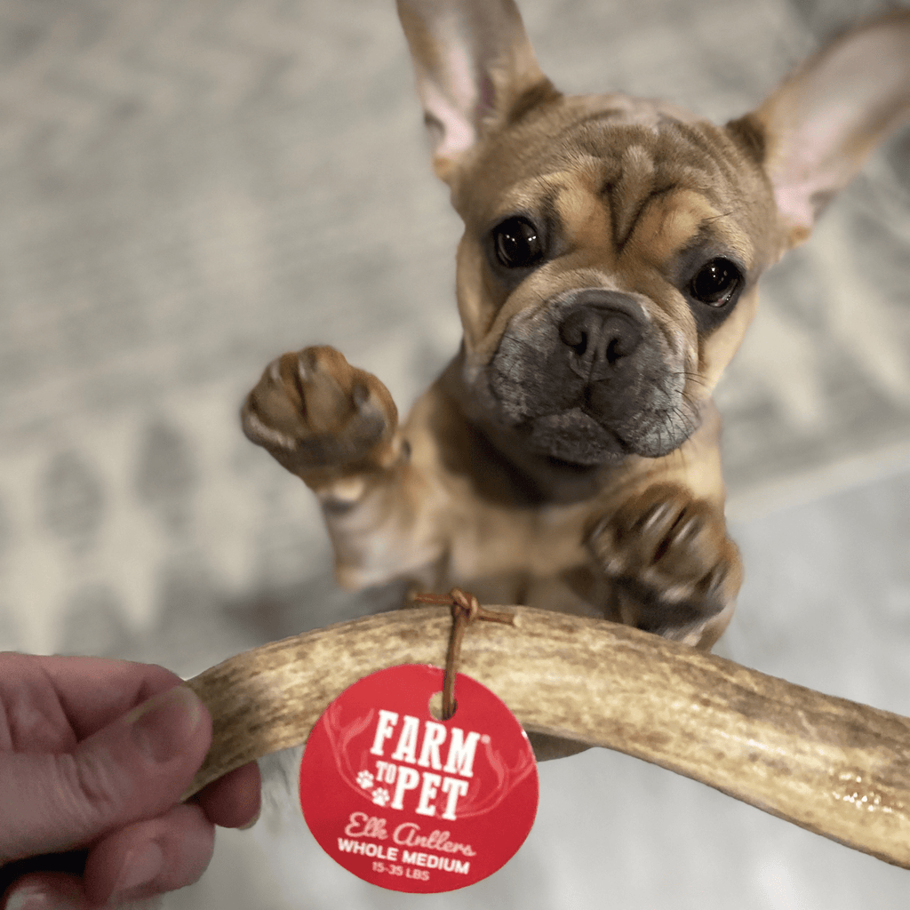 Elk Antler Dog Chew product image 24