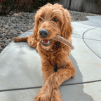 Elk Antler Dog Chew product image 25