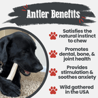 Elk Antler Dog Chew product image 27