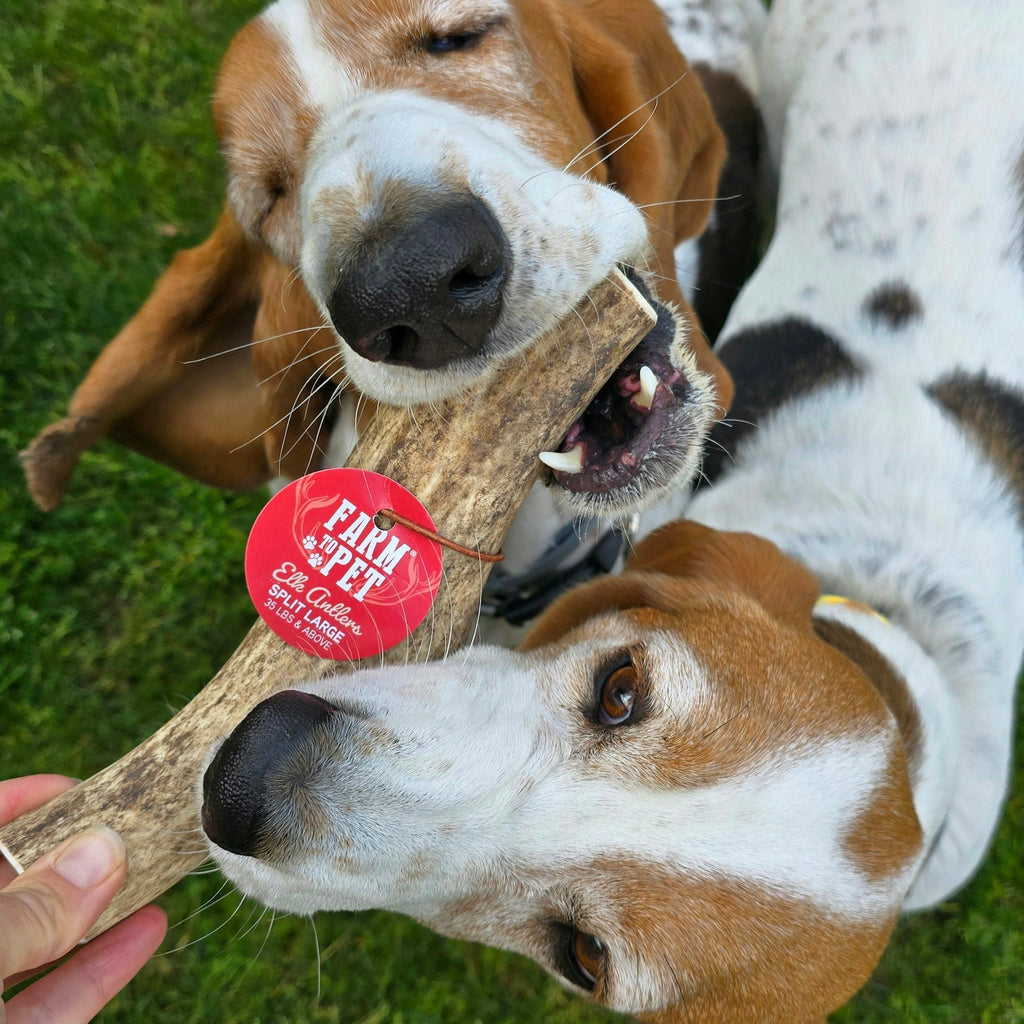 Elk Antler Dog Chew product image 31