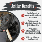 Elk Antler Dog Chew product image 32