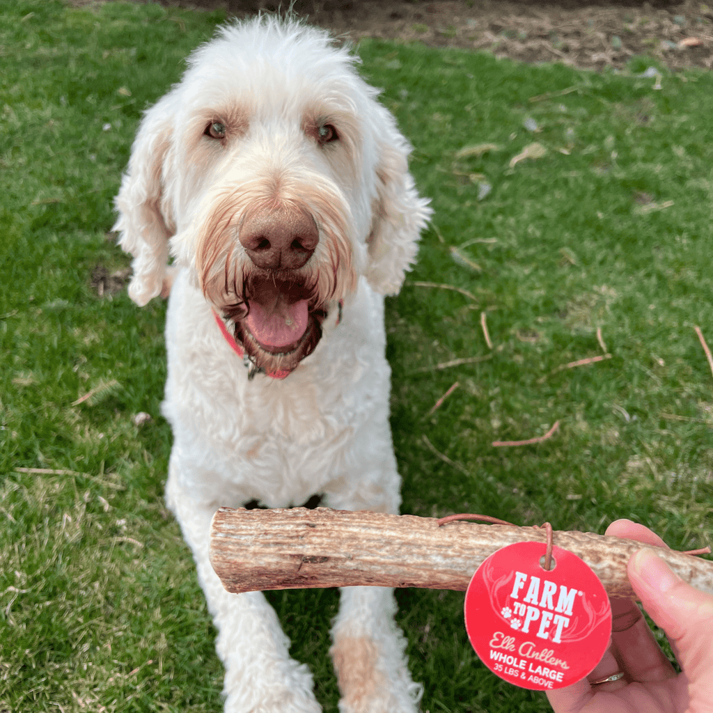Elk Antler Dog Chew product image 36