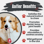 Elk Antler Dog Chew product image 38