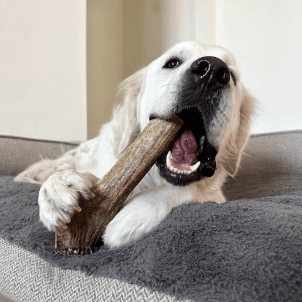 Elk Antler Dog Chew product image 41