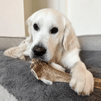 Elk Antler Dog Chew product image 42