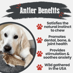 Elk Antler Dog Chew product image 43