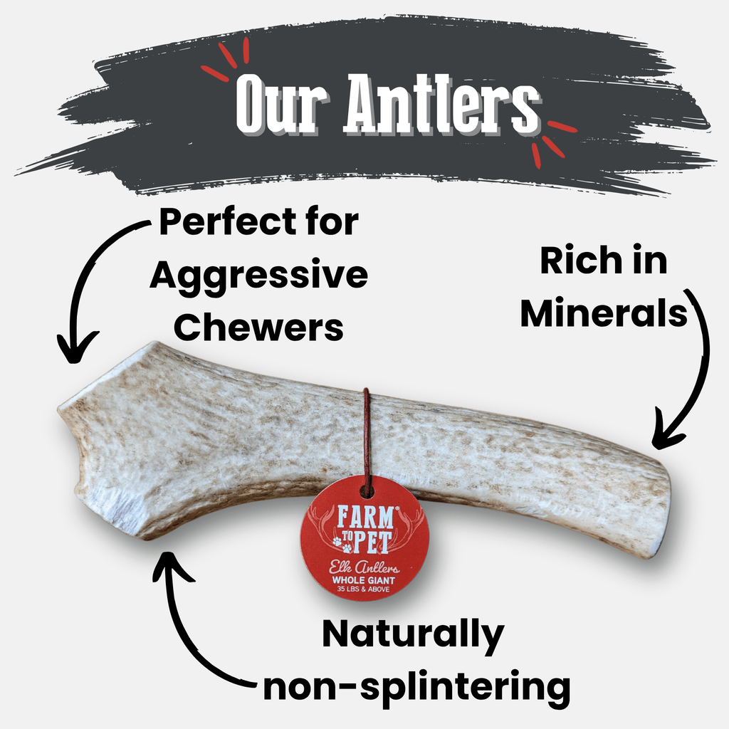 Elk Antler Dog Chew product image 45