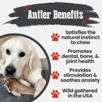 Elk Antler Dog Chew product image 46
