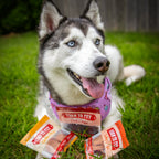 Snack Pack Dog Treat Sampler product image 4