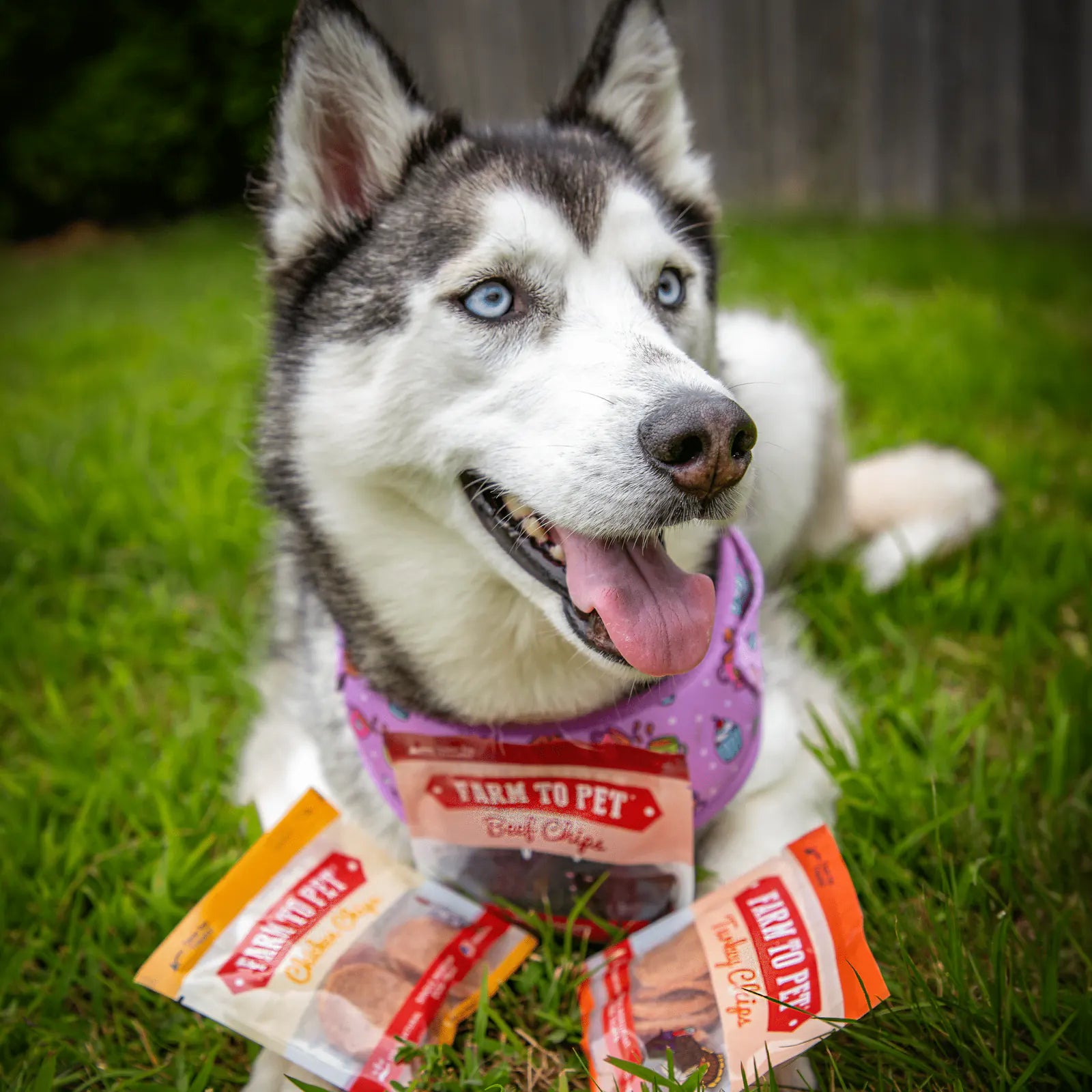 Snack Pack Dog Treat Sampler product image 4