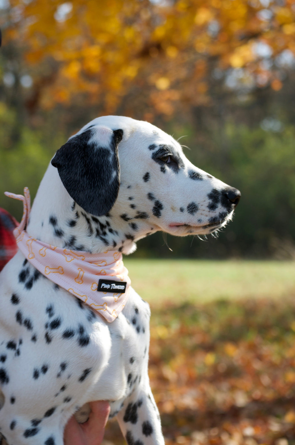Dog Bandana product image 2