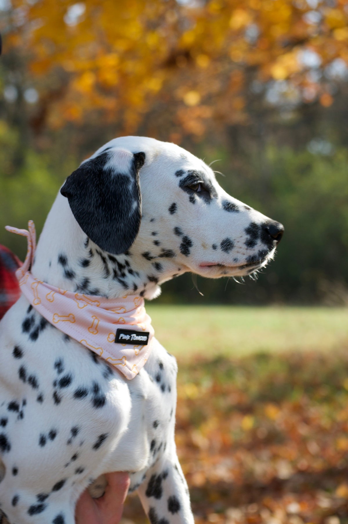 Dog Bandana product image 2
