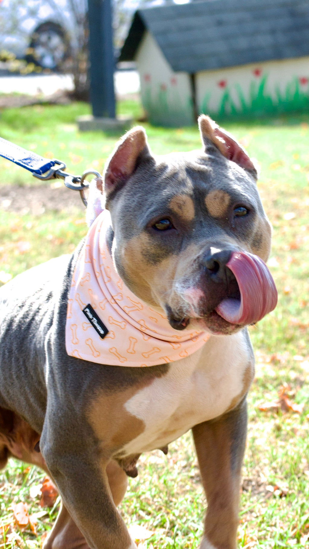 Dog Bandana product image 3