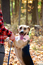 Dog Bandana product image 4