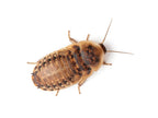 Dubia Roaches product image 1