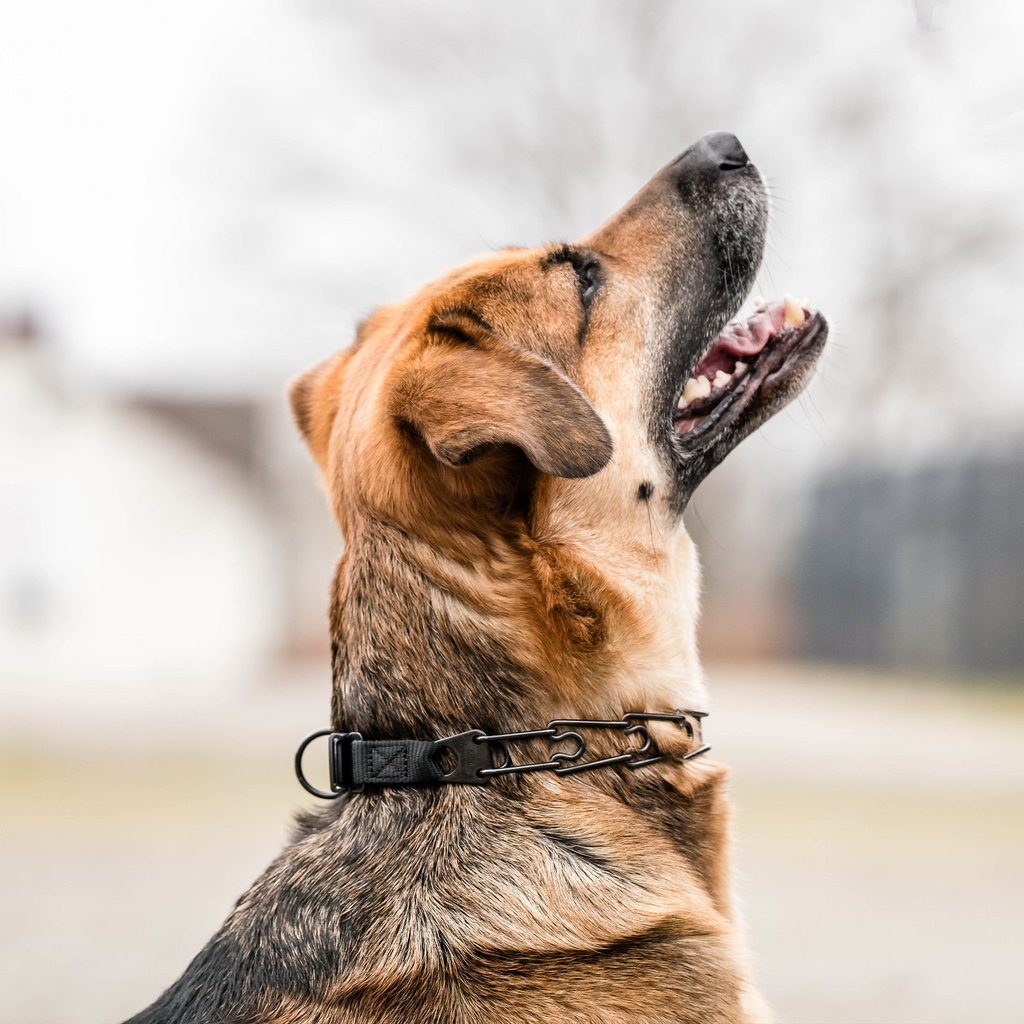 Prong Training Collar product image 2