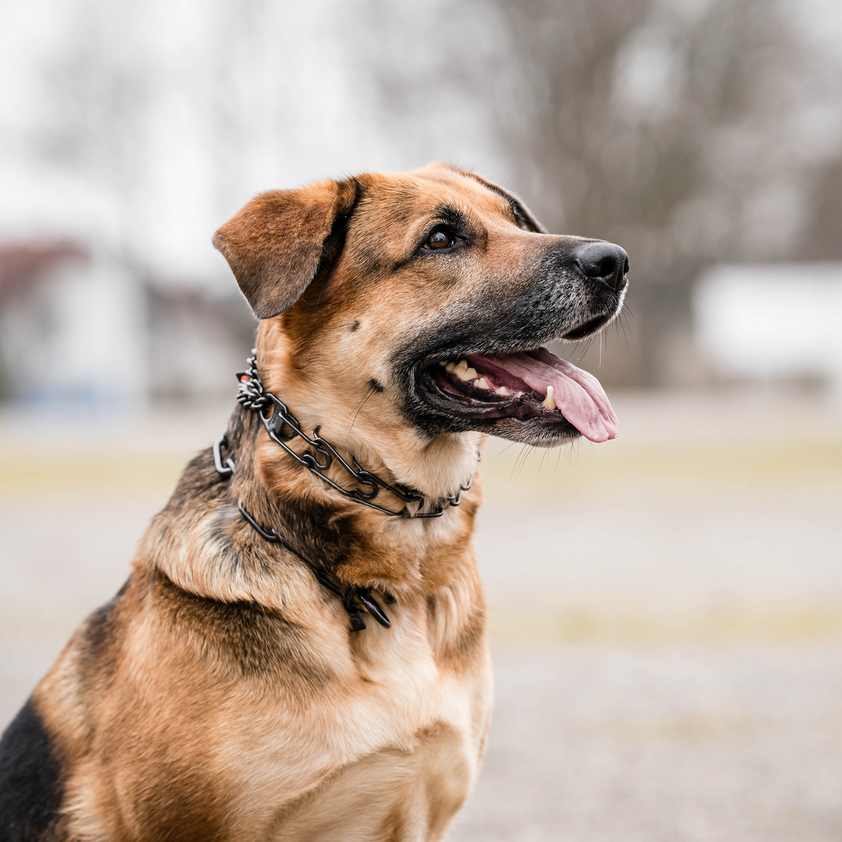 Dog Training Collar product image 3