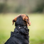 Training Prong Collar product image 2