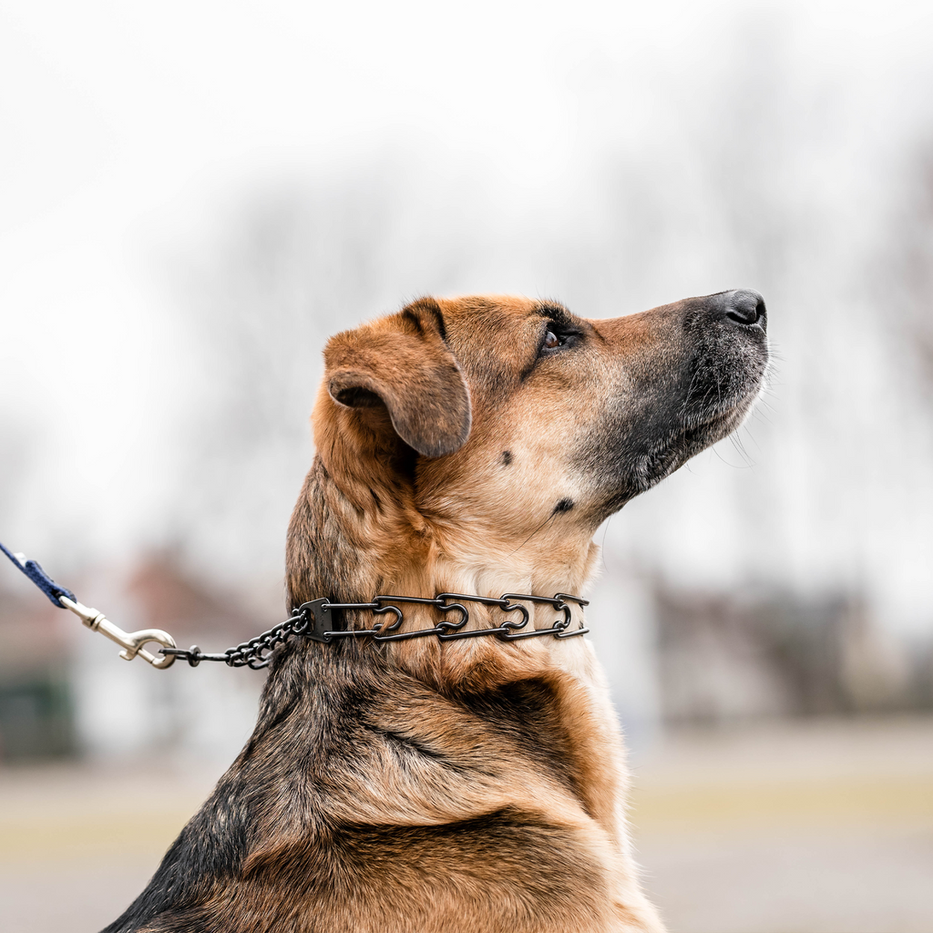 Training Prong Collar product image 3