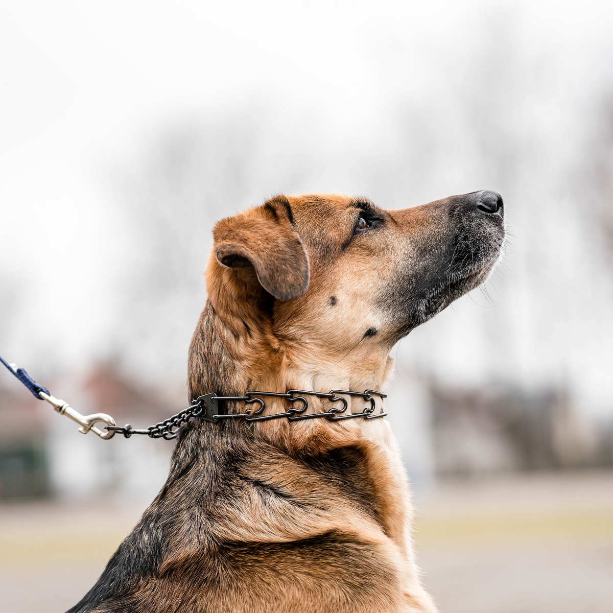 Training Prong Collar product image 3