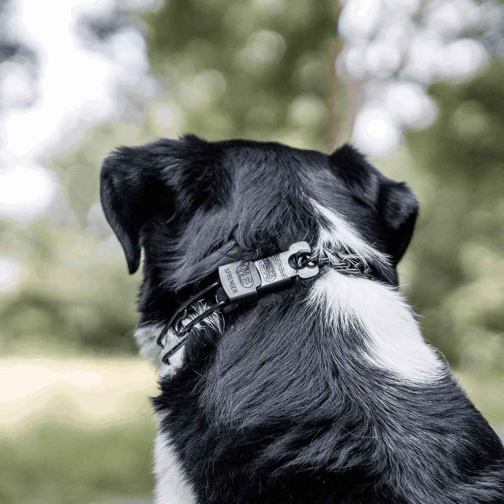 Dog Prong Training Collar product image 3