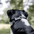 Dog Prong Training Collar product image 3