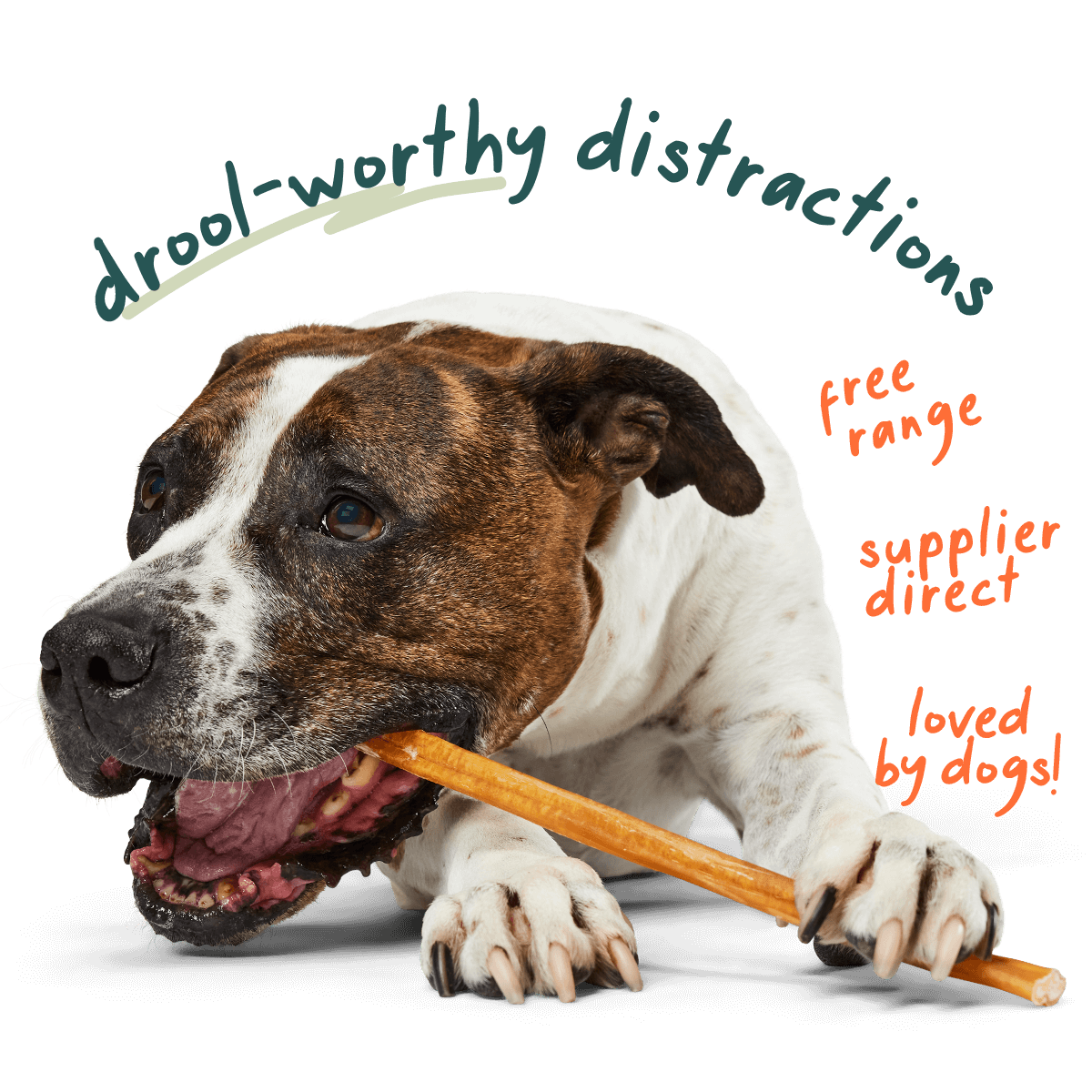 Free-Range Grass-Fed Bully Sticks for Dogs, 6-inch / 5 pack