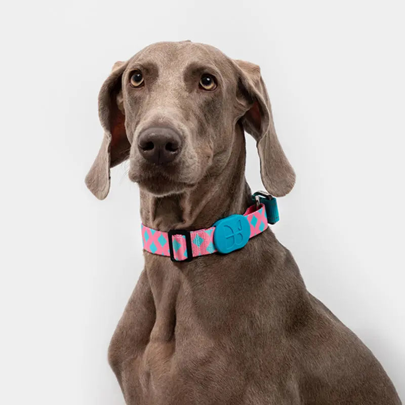 Martingale Dog Collar product image 2
