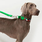 Martingale Dog Collar product image 11