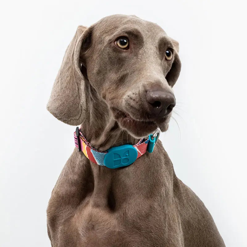 Martingale Dog Collar product image 12