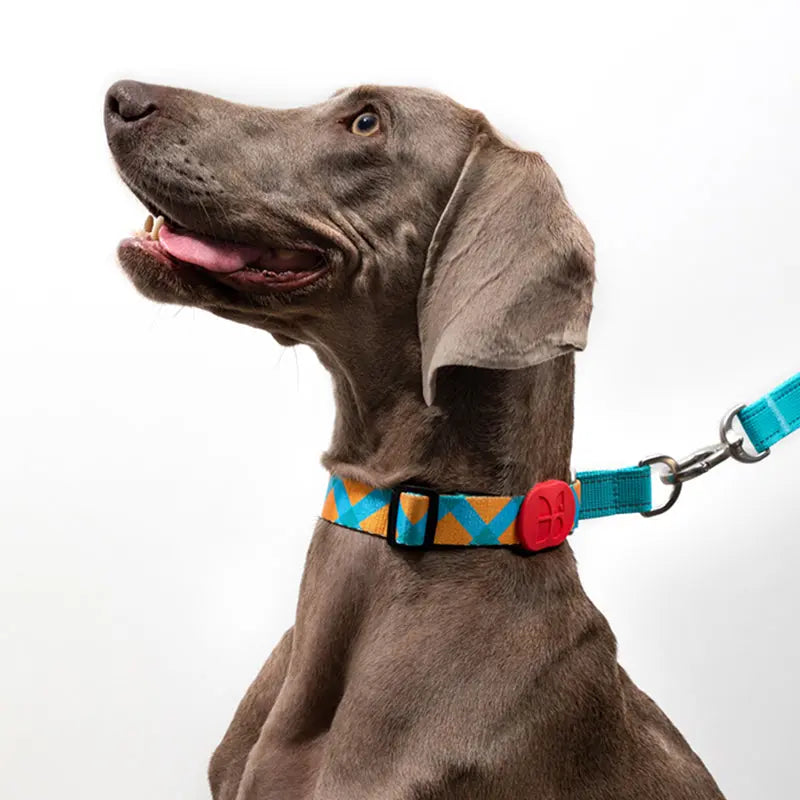 Martingale Dog Collar product image 13