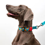 Martingale Dog Collar product image 13