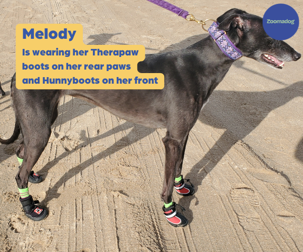 Greyhound Boots product image 4