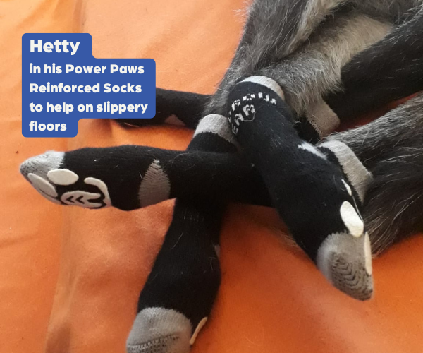 Non-Slip Cotton Dog Socks for Greyhounds product image 2