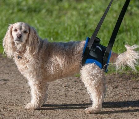 Rear Lift Dog Harness product image 1