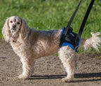 Rear Lift Dog Harness product image 1
