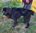 Dog Support Sling product image 3