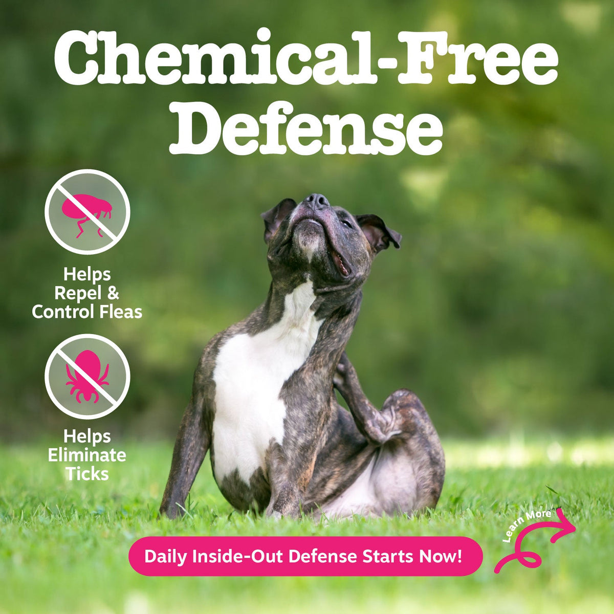 Dog Flea & Tick Soft Chew Supplement product image 2