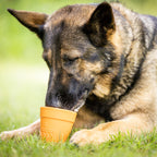 Dog Treat Dispenser product image 7