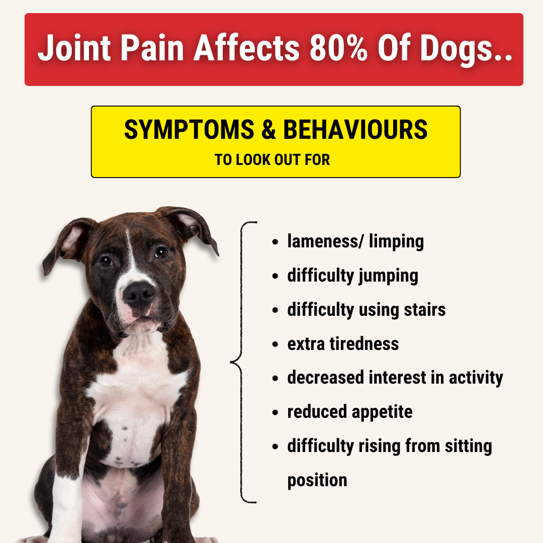 Dog Joint Chews product image 3