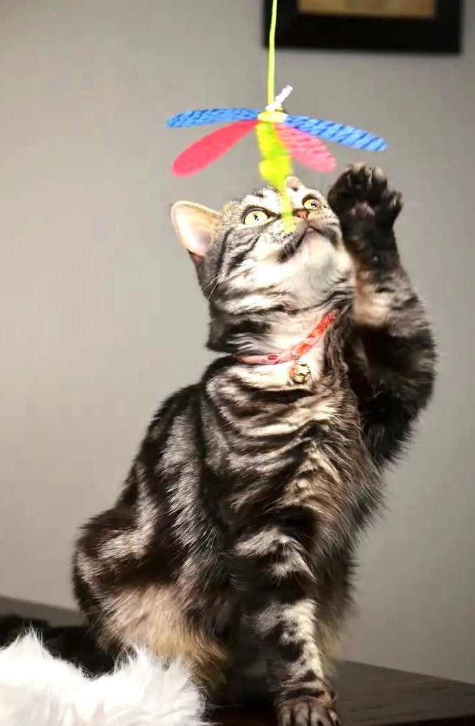 Cat Wand Toy product image 1