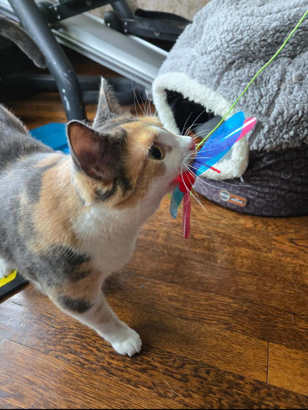 Cat Wand Toy product image 5