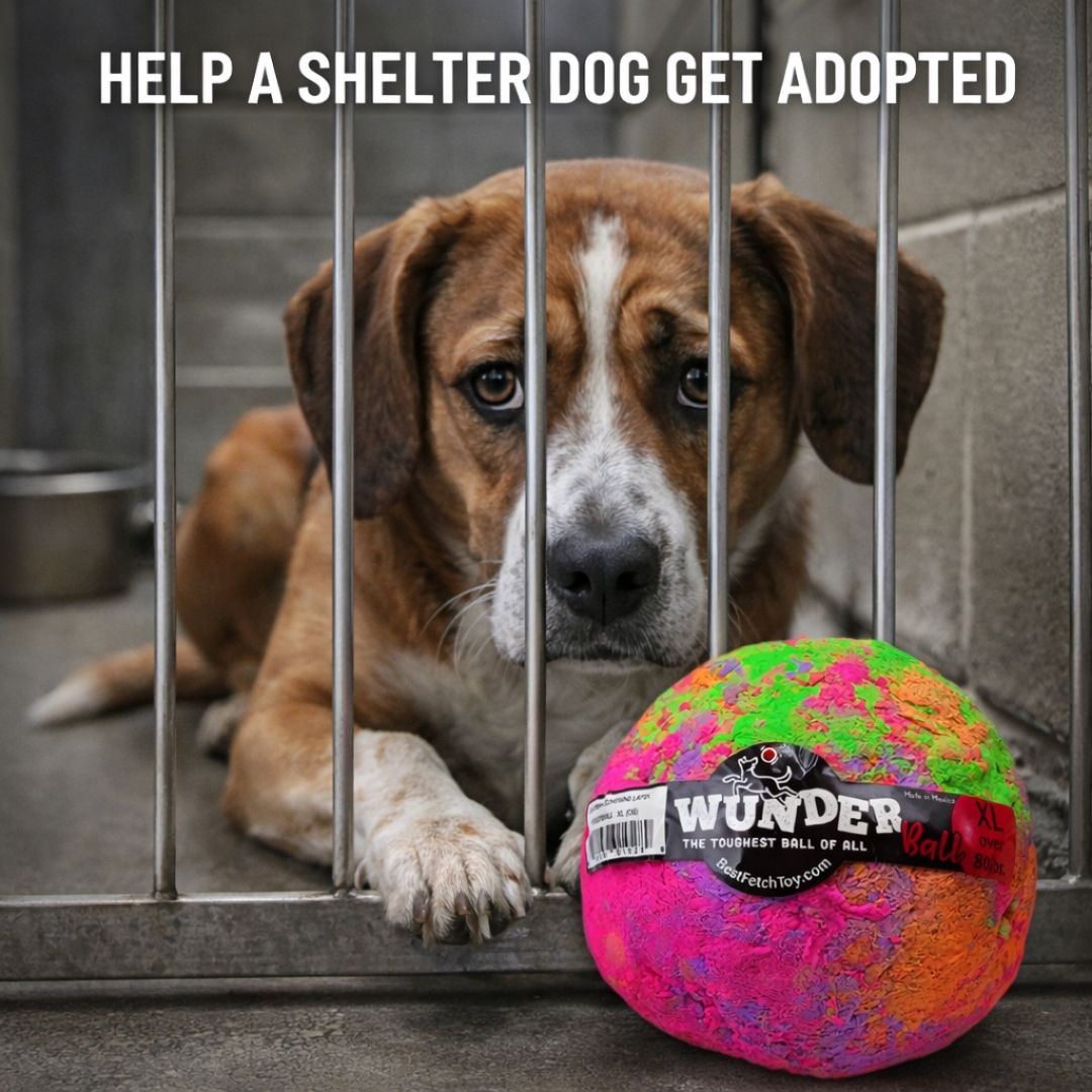 Dog Fetch Ball Donation product image 1