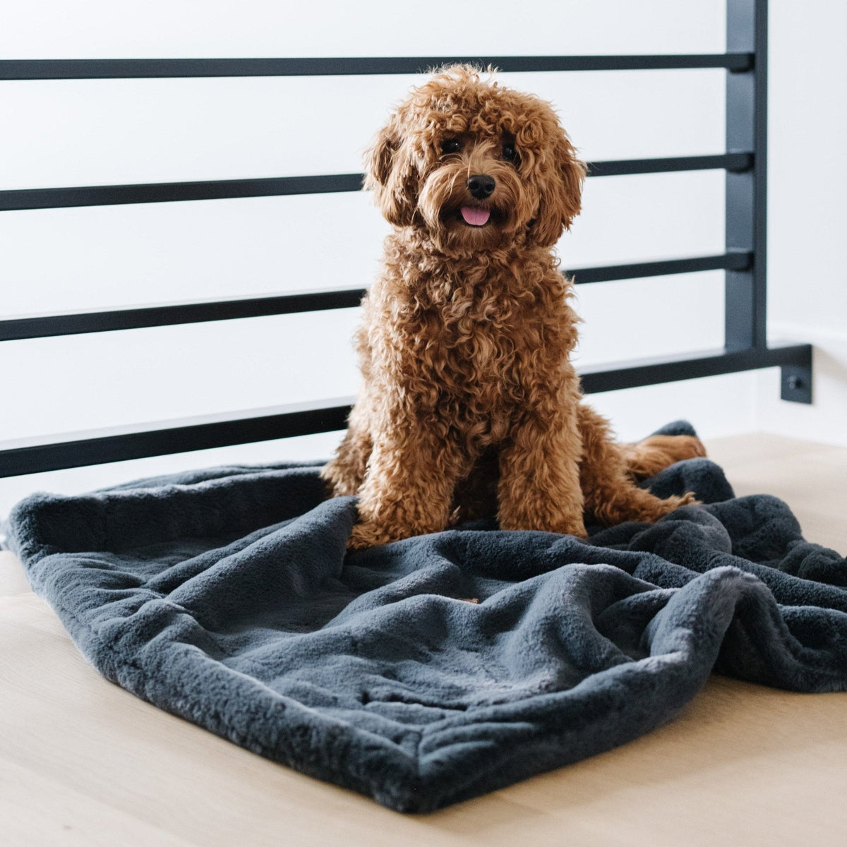 Pet Blanket product image 1