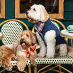 Dog Jacket product image 17