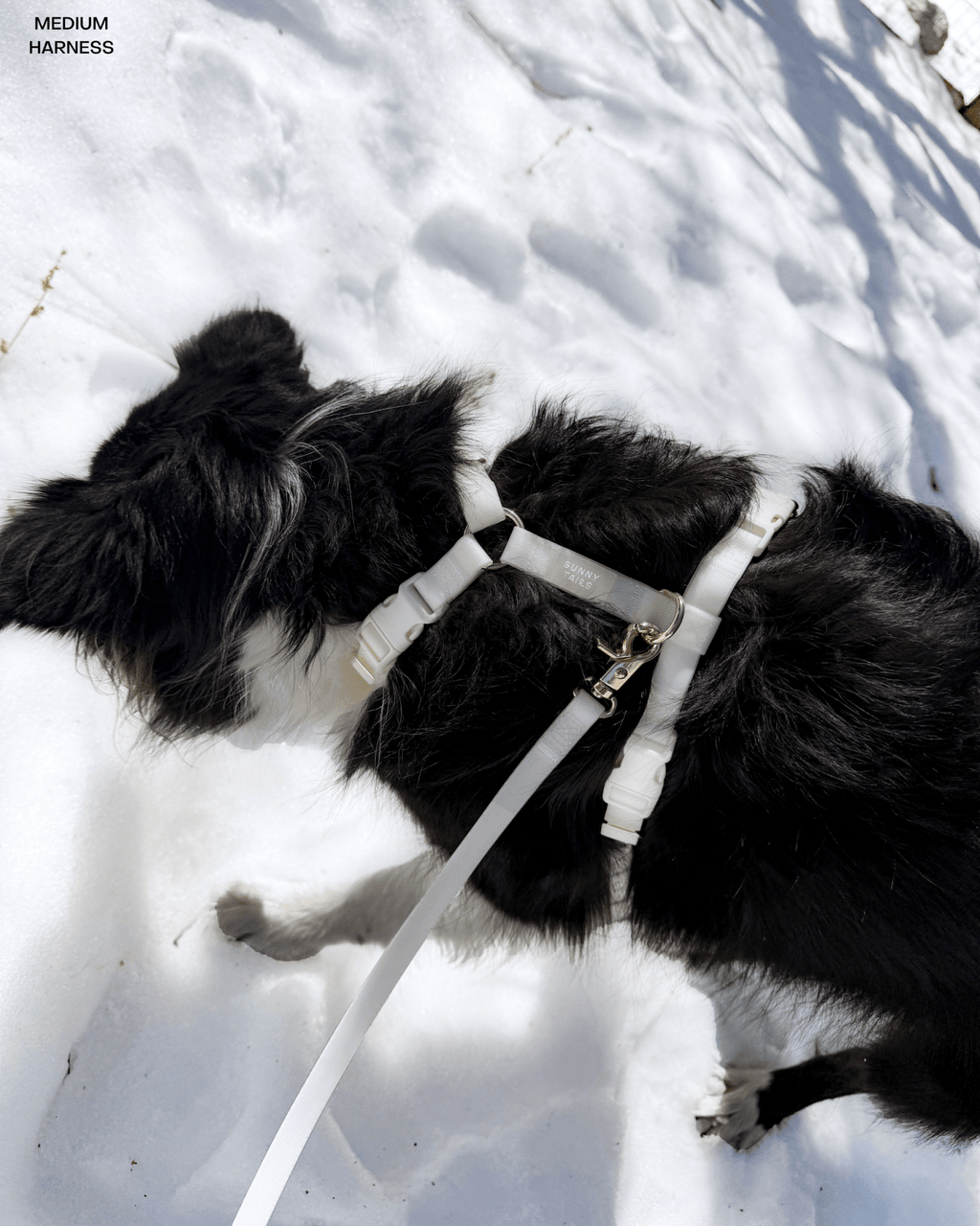 Hands-Free Dog Leash product image 4